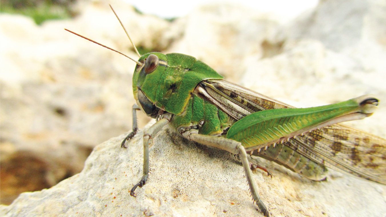 De la biodiversité et des insectes comestibles 