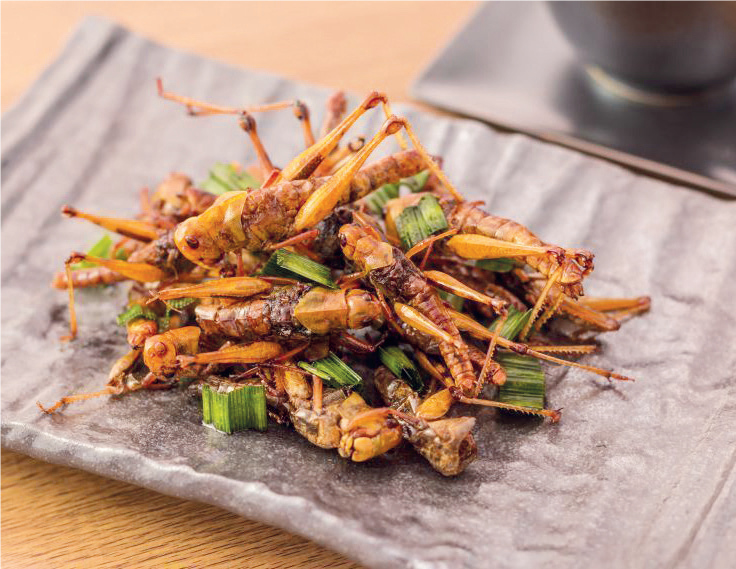 Alimentation alternative : Bientôt des insectes dans nos assiettes ? Alimentation alternative : Bientôt des insectes dans nos assiettes ?