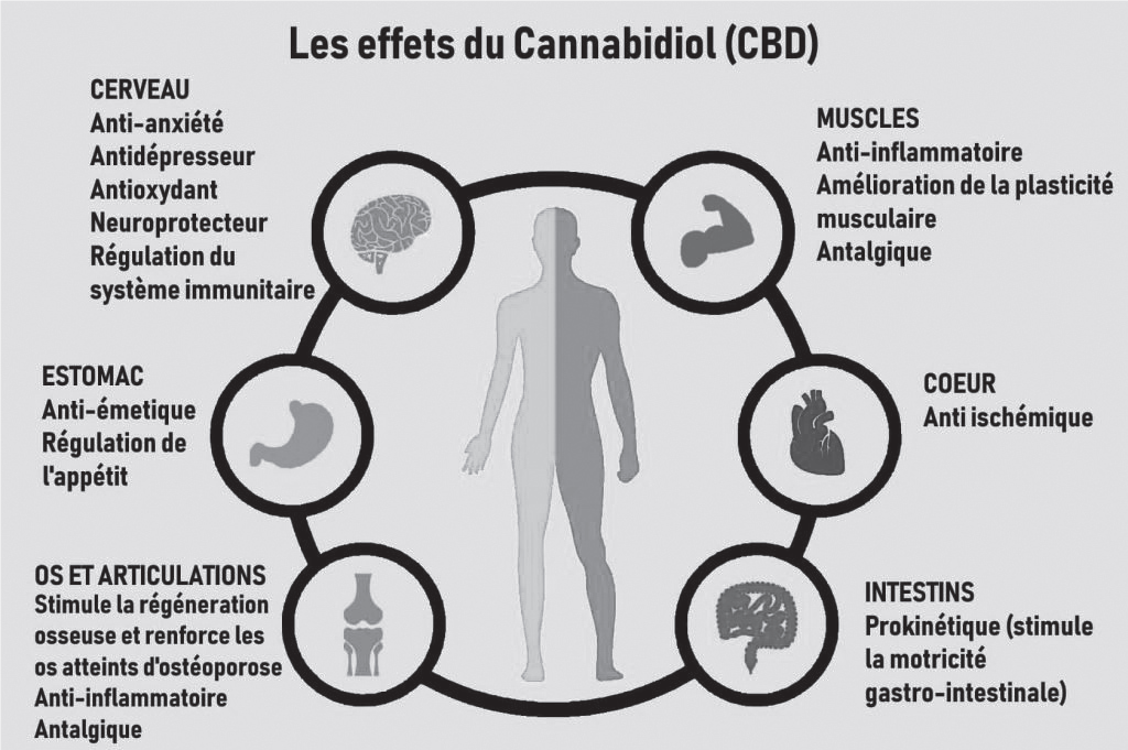 Cannabis thérapeutique : Les défis pharmacologiques d’un marché porteur Cannabis thérapeutique : Les défis pharmacologiques d’un marché porteur