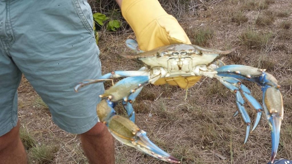 El Jadida :  L’apparition de crabes bleus, une menace pour la biodiversité marine…