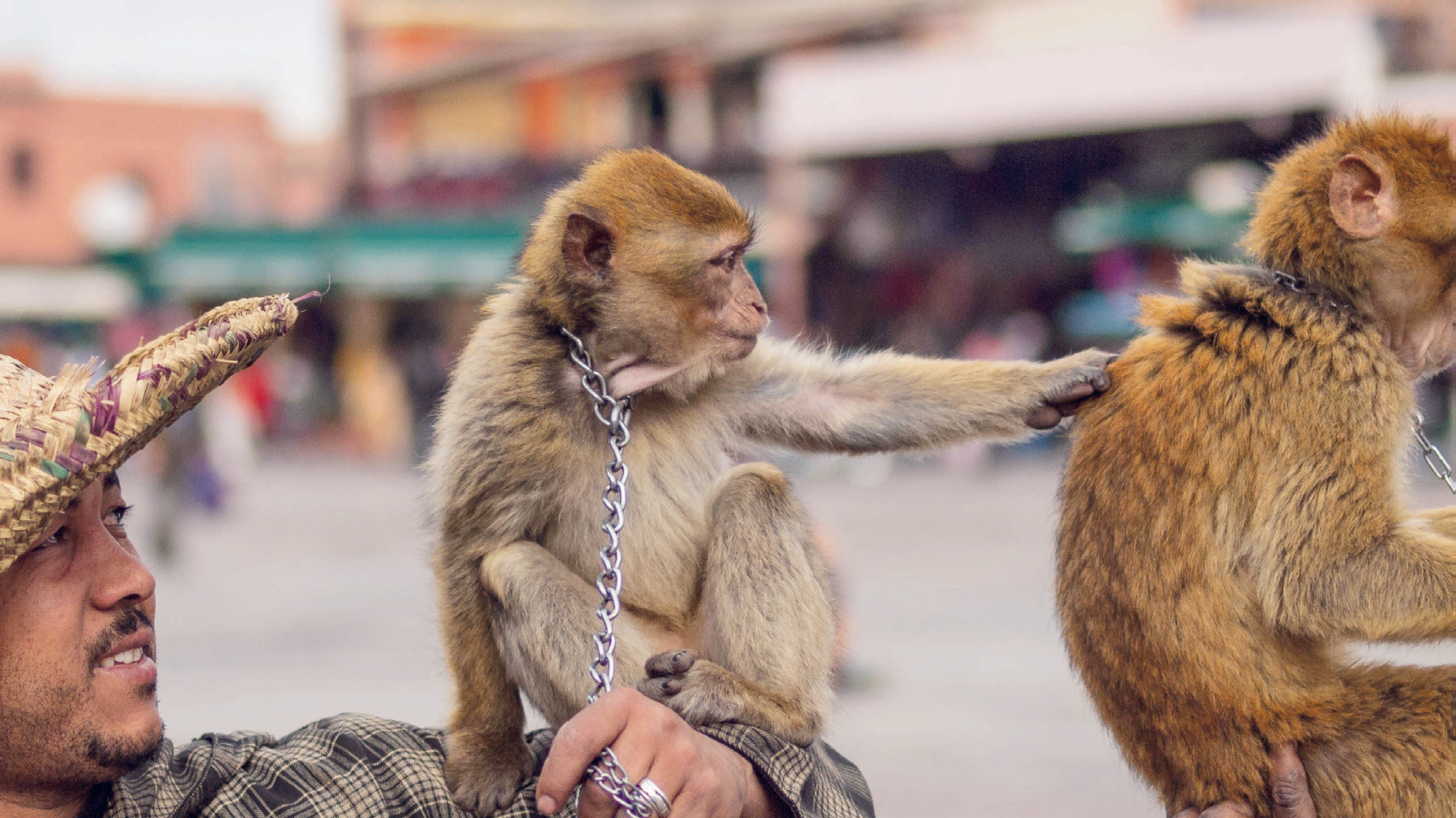 Protection animale : Un enjeu moral et sanitaire entravé par les idées reçues