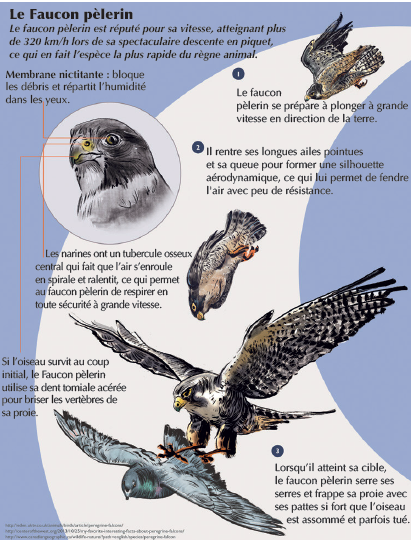 Rapaces : Haro sur le trafic des oiseaux de proie