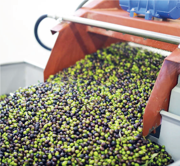 Oléiculture : Un fleuron national agricole à mi-chemin de l’épanouissement