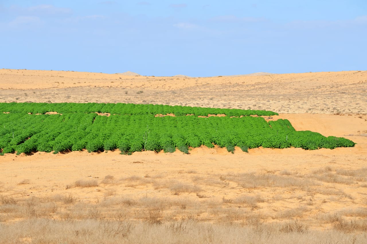 Maroc-Israël : Lancement d'un centre pour l'agriculture au Néguev