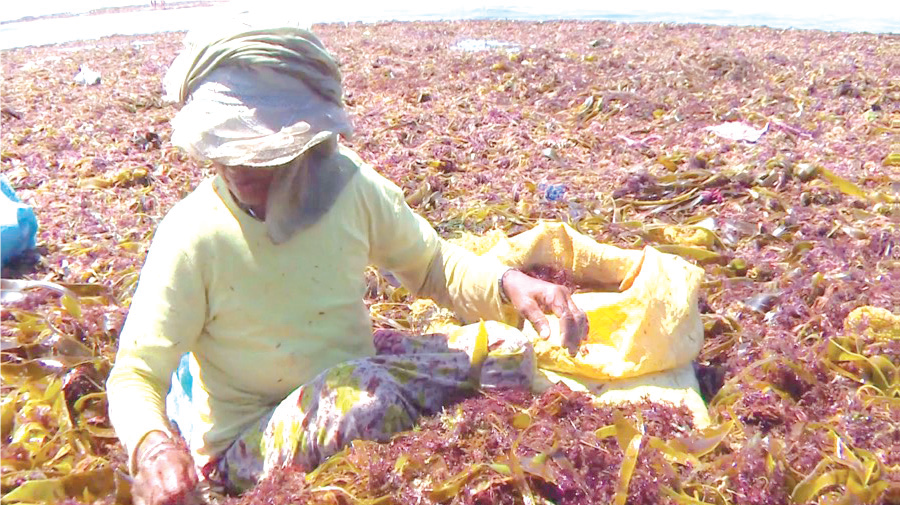 El Jadida : Floraison phénoménale des algues rouges…