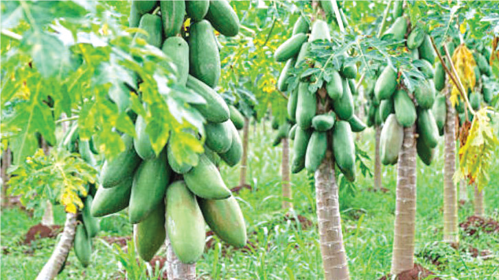 Doukkala : La Papaye, un fruit tropical en pleine émergence !