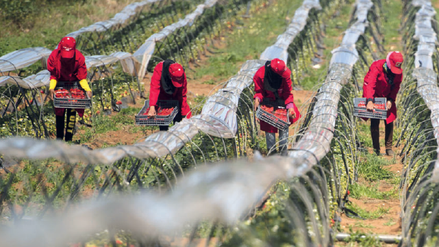 Déchets plastiques  : Haro sur la pollution des sols agricoles Déchets plastiques  : Haro sur la pollution des sols agricoles