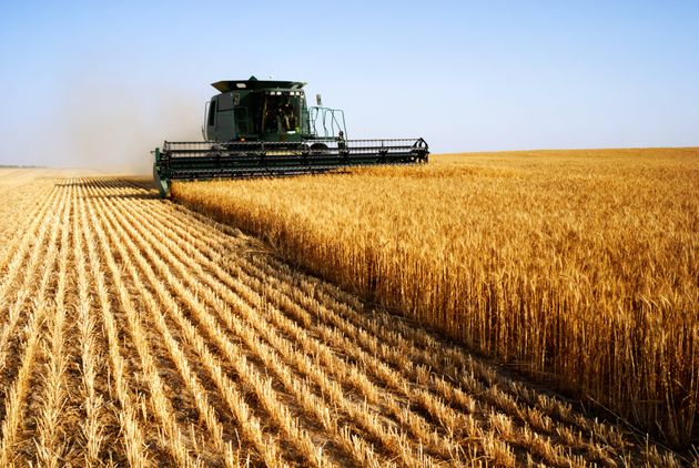 Céréales : la production du blé en Argentine est estimée à 22,1 millions de tonnes