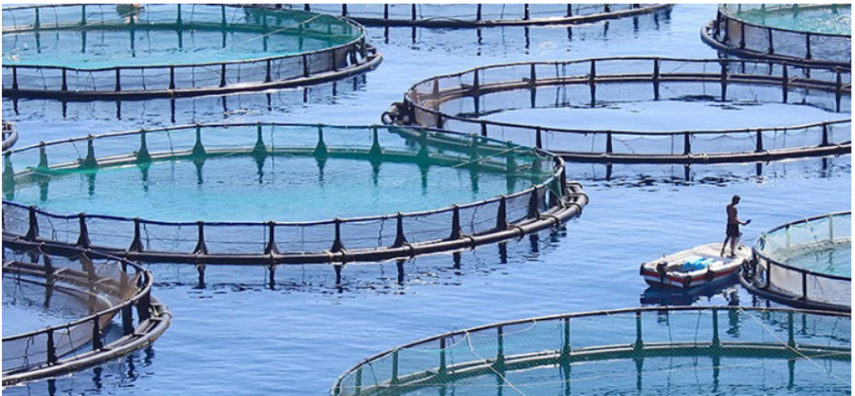 ANDA: 168 projets aquacoles en démarrage d'activité en 2021