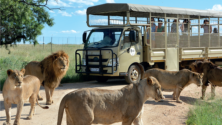 Tourisme : Faire un safari au Maroc ? Bientôt possible !