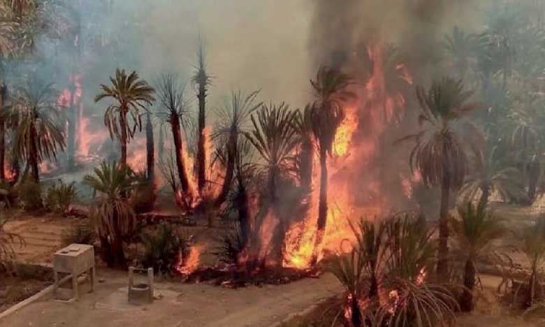 Le ministère de l'Agriculture adopte une approche proactive contre les incendies des oasis