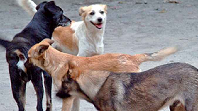 Casablanca : La traque aux animaux errants lancée
