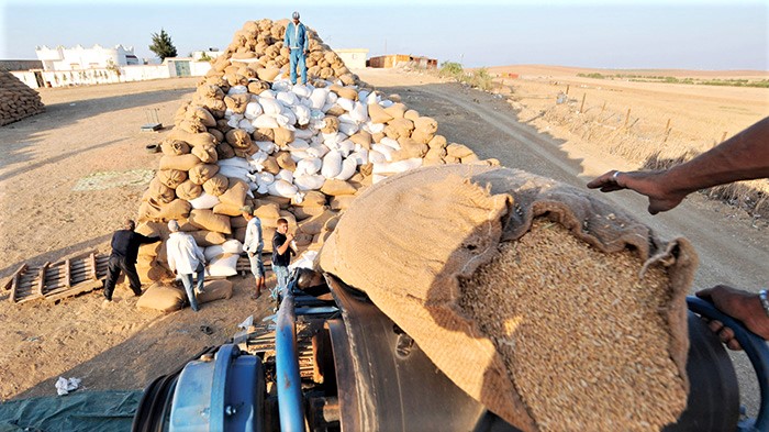 Agriculture : World Grain passe au crible la filière céréalière marocaine