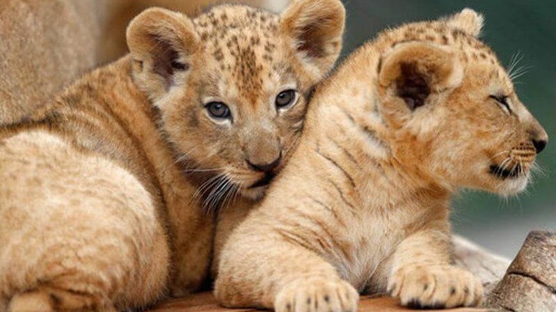 Zoo de Rabat : naissance de cinq lionceaux de l’Atlas