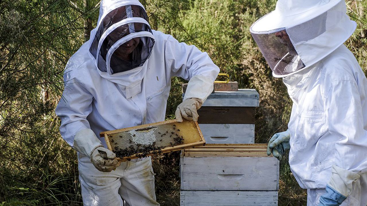 Disparition des abeilles: le gouvernement vient à la rescousse des apiculteurs 