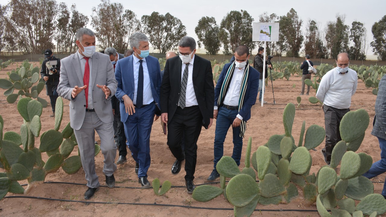 Chtouka-Ait Baha : Essais d’adaptation d’écotypes de cactus résistants à la cochenille