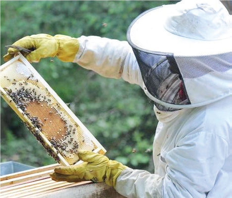 Apiculture : Nos abeilles se cachent-elles pour mourir ?