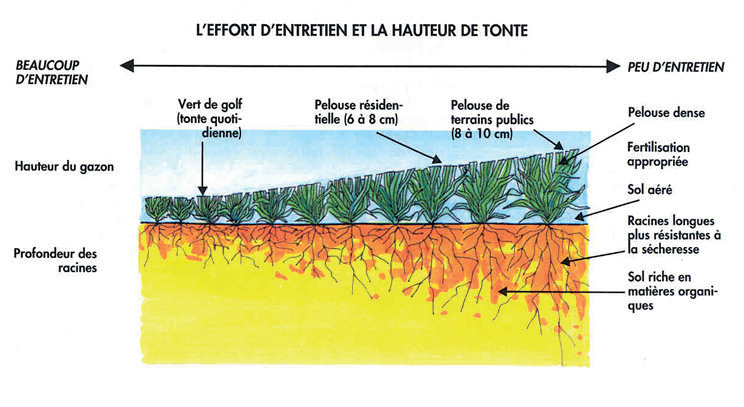Stress hydrique : Le gazon est-il aussi maudit qu’on le dit ?