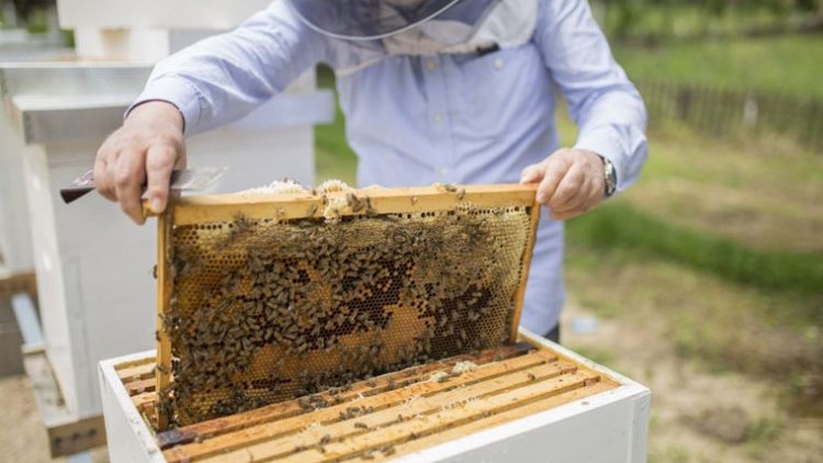 Disparition des abeilles : L’enquête de l’ONSSA écarte l’hypothèse de la maladie Disparition des abeilles : L’enquête de l’ONSSA écarte l’hypothèse de la maladie