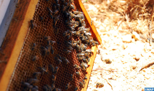 Effondrement des colonies d'abeilles: Une interaction de facteurs climatiques et environnementaux