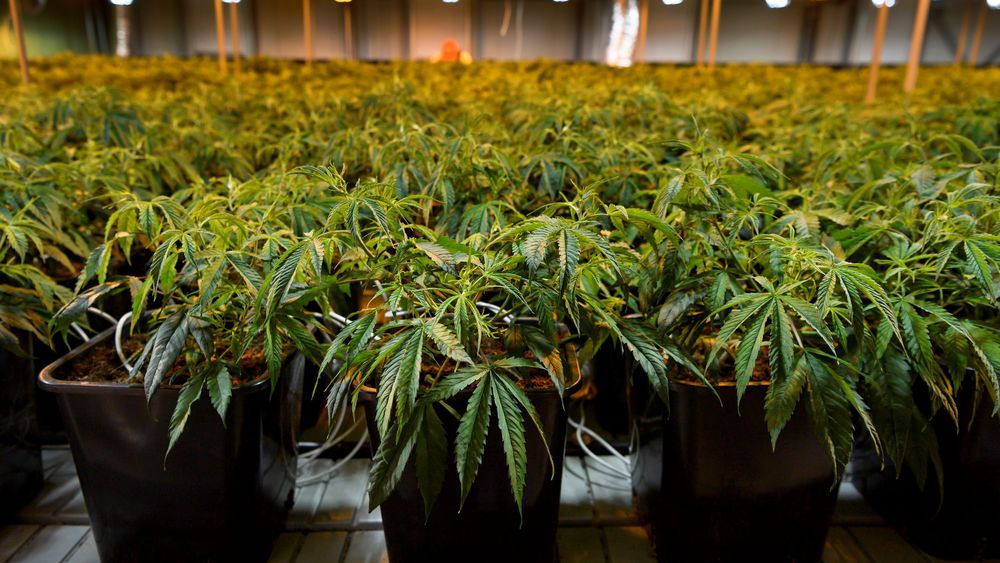 Le gouvernement dévoile les régions où la culture du Cannabis serait autorisée