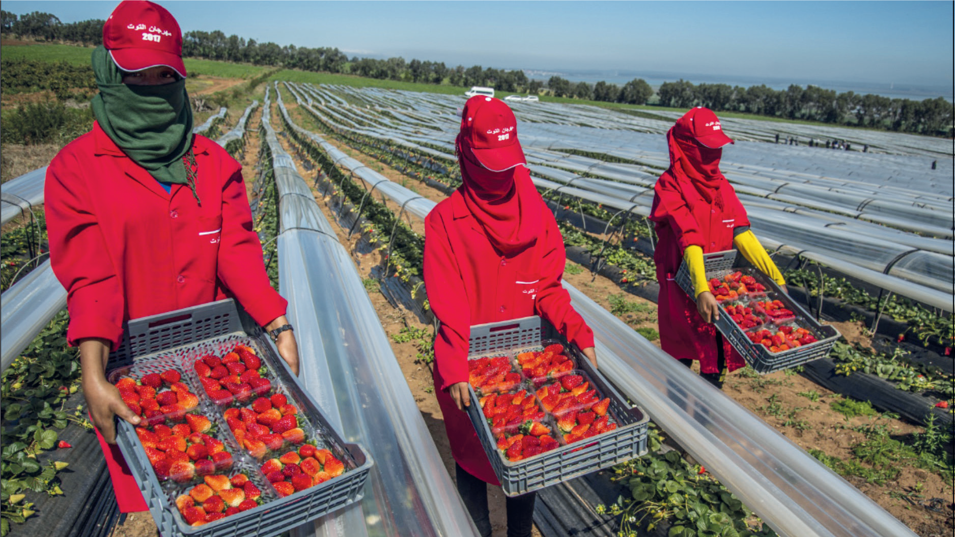 Migration circulaire : Pour une autonomisation des dames de fraises