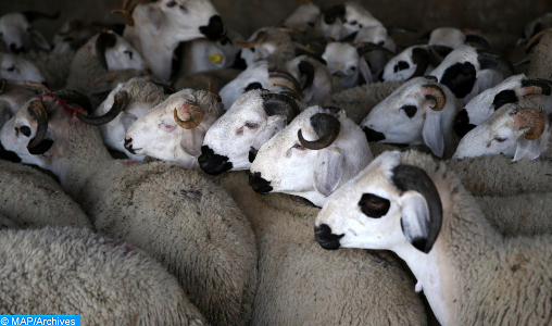 Aïd AI-Adha 2022 : L’ONSSA lance l’opération d’identification des ovins et des caprins