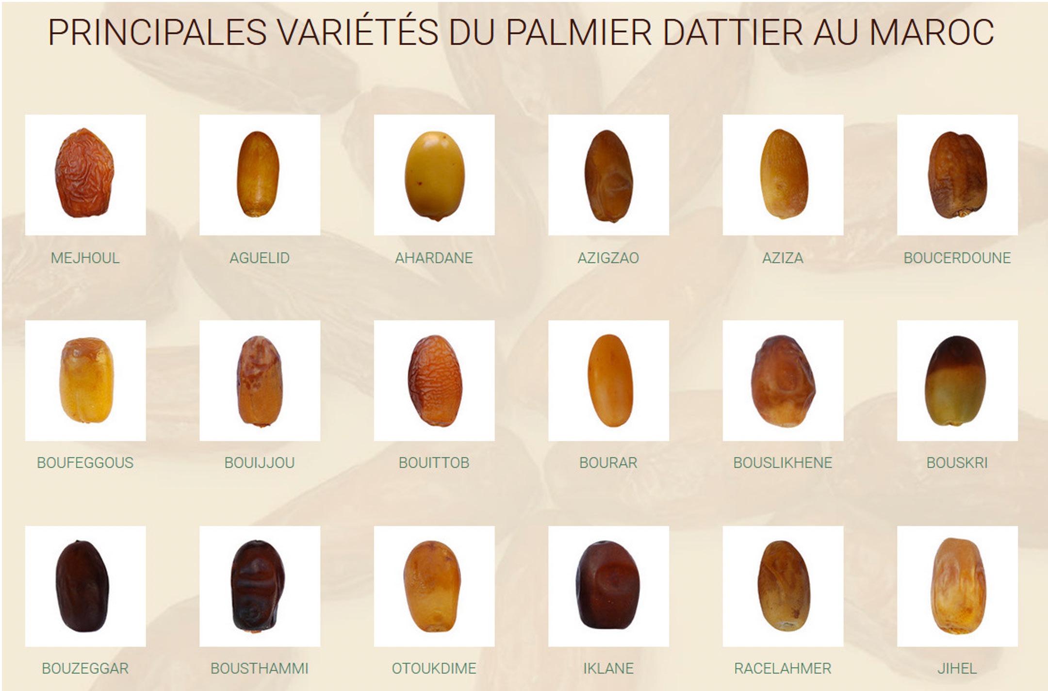 Filière dattière : La domination des dattes algériennes bientôt concurrencée par le made in Maroc
