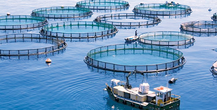 Aquaculture : le Maroc et l'UE lancent un nouveau projet de jumelage