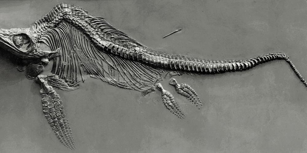 Découverte de la plus grosse dent d'un reptile géant préhistorique