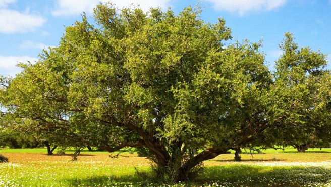 Arganier : Un «Arbre de vie», menacé par les cultures intensives