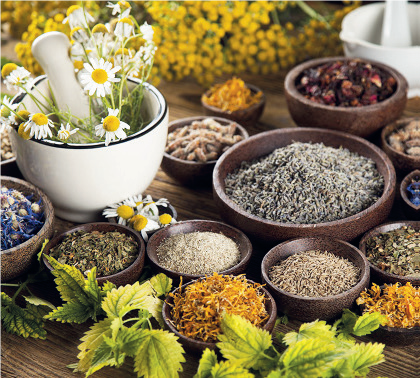 Plantes médicinales : Le Maroc, exportateur chevronné des remèdes d’antan Plantes médicinales : Le Maroc, exportateur chevronné des remèdes d’antan