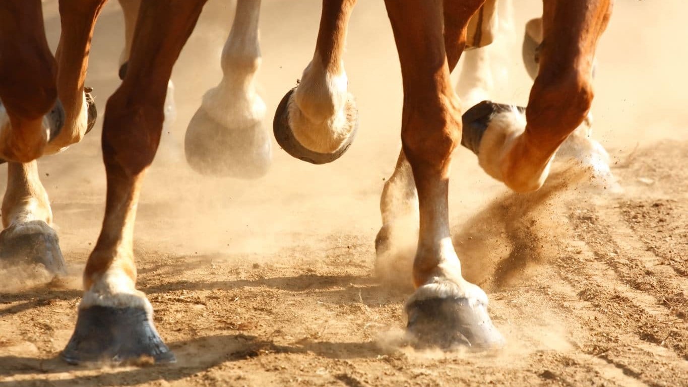 Settat : Un cheval tue un enfant de 8 ans
