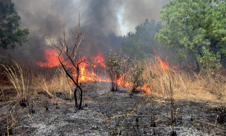 Etude : Vivre à proximité d’un feu de forêt augmente les risques de cancer