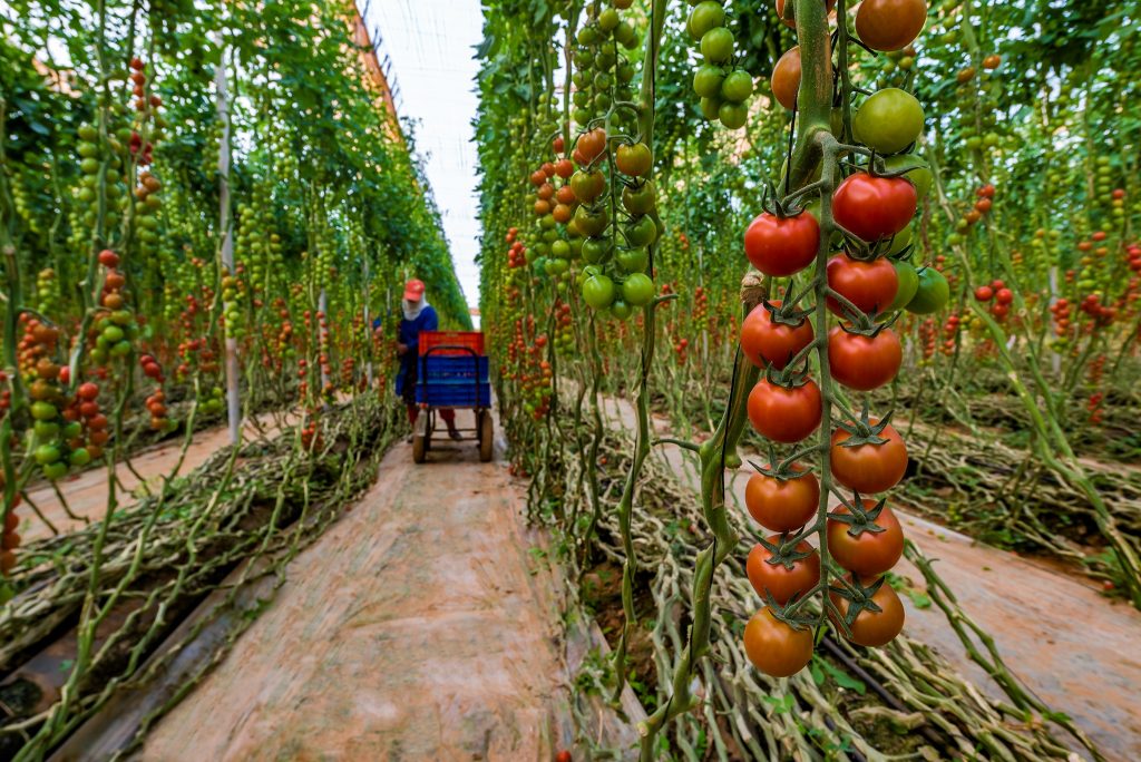 Export : le Maroc dépasse l’Espagne et devient 2ᵉ fournisseur de tomates de la Grande-Bretagne