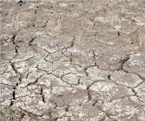 Eaux salines dans l’agriculture : Une solution nécessaire, mais périlleuse