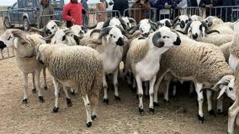 Aid Al-Adha : les prix des ovins et caprins sont au même niveau de la campagne précédente
