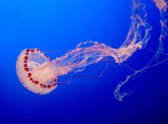 Méditerranée / Méduses : Une prolifération inquiétante au Nord du Royaume !