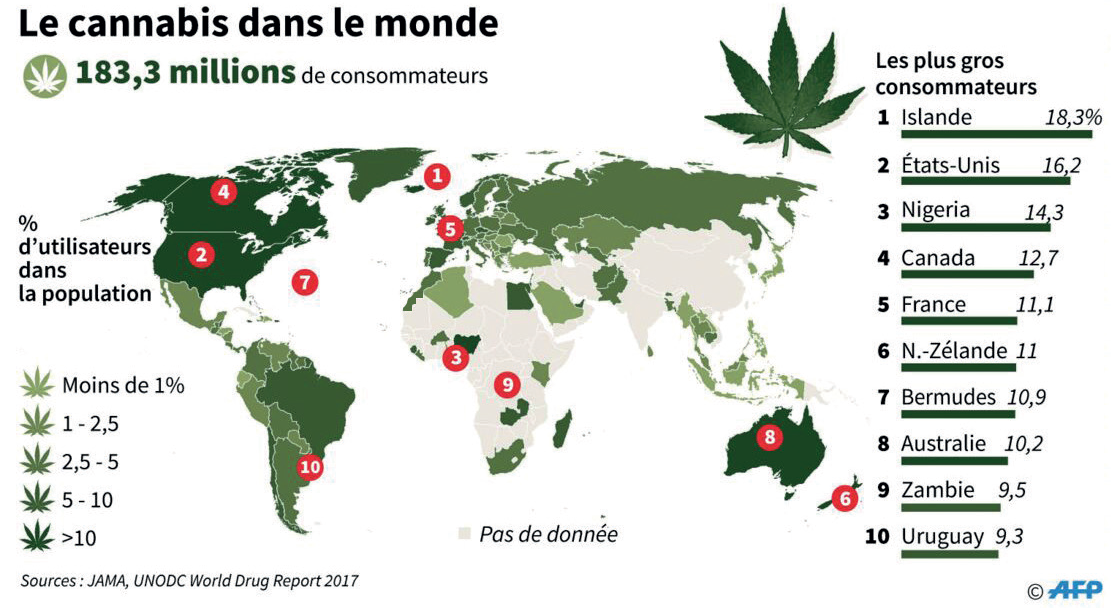 Cannabis au Maroc : Les variétés hydrivores font un tabac !