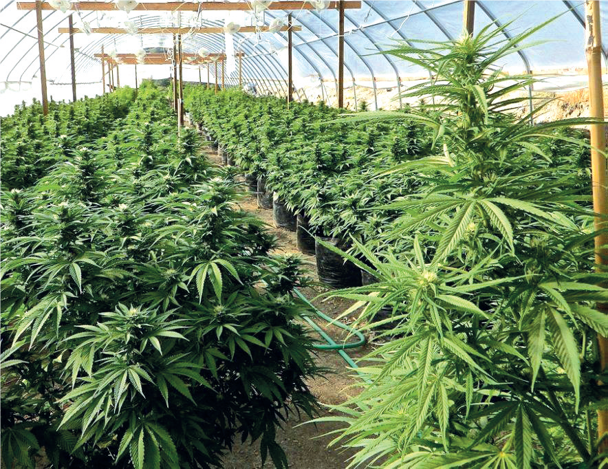 Cannabis au Maroc : Les variétés hydrivores font un tabac ! Cannabis au Maroc : Les variétés hydrivores font un tabac !