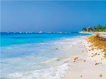 Invasion en Méditerranée : Les algues brunes à l’assaut des plages marocaines ! Invasion en Méditerranée : Les algues brunes à l’assaut des plages marocaines !