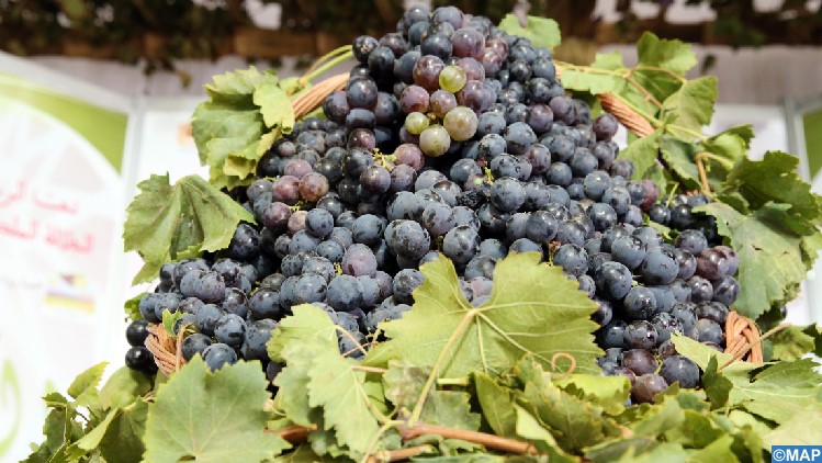 Doukkala :Les vendanges entre satisfaction et inquiétude