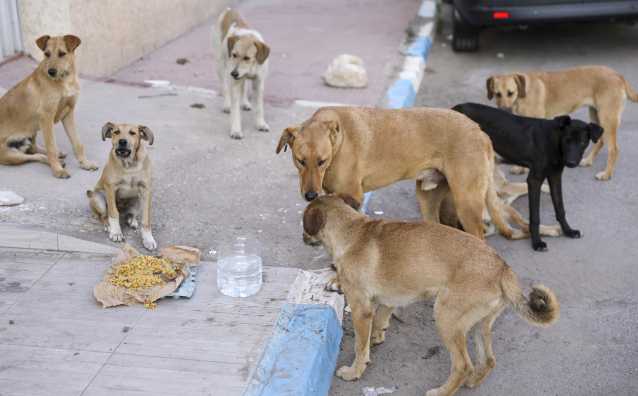 Casablanca : Avertissements sur la propagation des «chiens errants» Casablanca : Avertissements sur la propagation des «chiens errants»