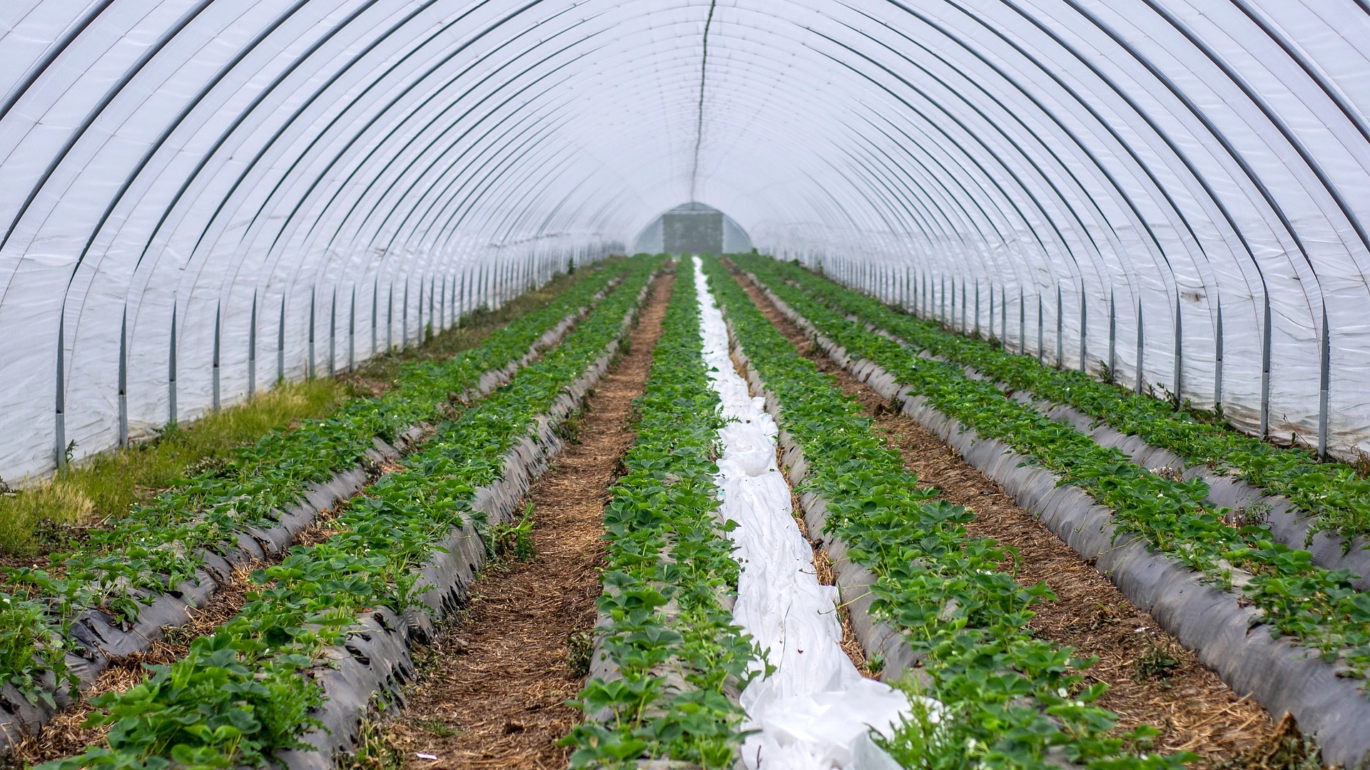 Agriculture exportatrice : Plaidoyer pour limiter la culture et l’exportation des pastèques et des avocats