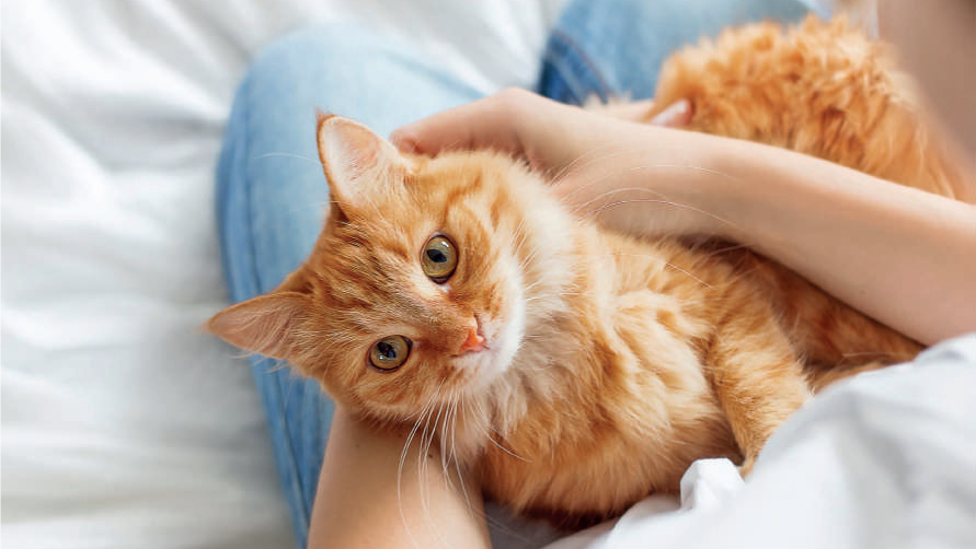 Journee Internationale Du Chat Des Griffes De Fer Dans Des Pattes De Velours Journee Internationale Du Chat Des Griffes De Fer Dans Des Pattes De Velours