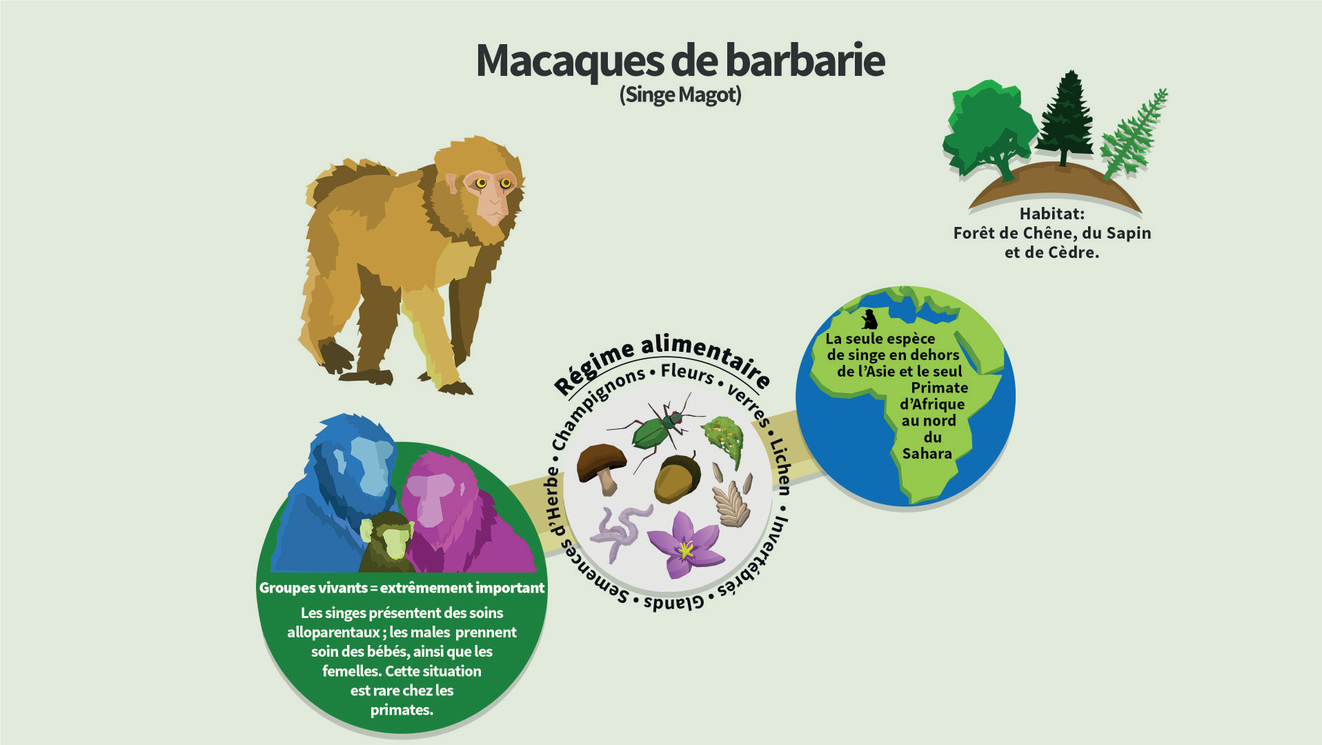 Dessiné par David Lawes pour BMAC.