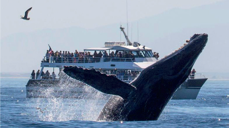 Whale-Watching et Pescatourisme : Des filières prometteuses, mais laissées-pour-compte !