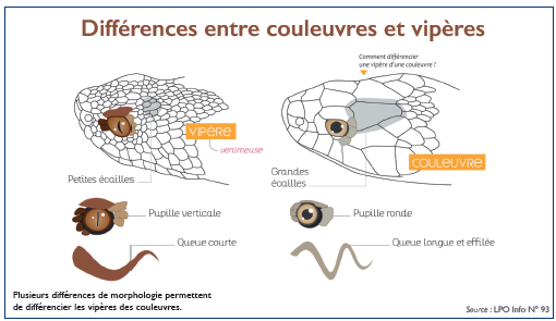 Couleuvres et vipères : Créatures craintes mais précieuses pour l’équilibre des écosystèmes