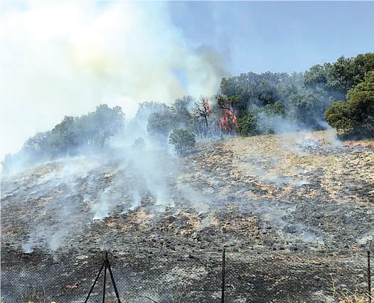 Feux de forêt : La forêt marocaine renaîtra-t-elle de ses cendres ?