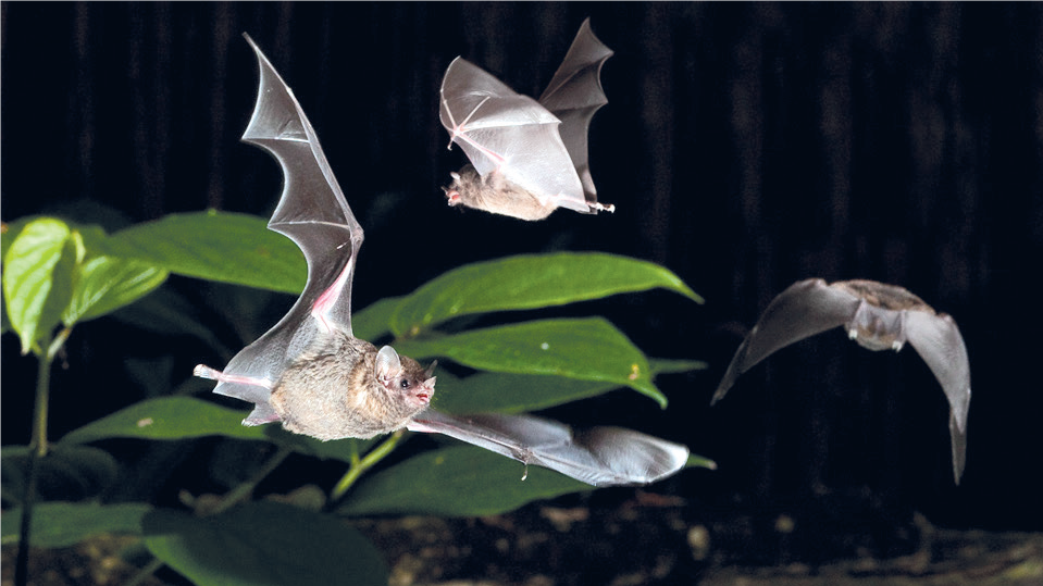 Nuit internationale : Les chauves-souris, maîtresses du règne de la nuit Nuit internationale : Les chauves-souris, maîtresses du règne de la nuit